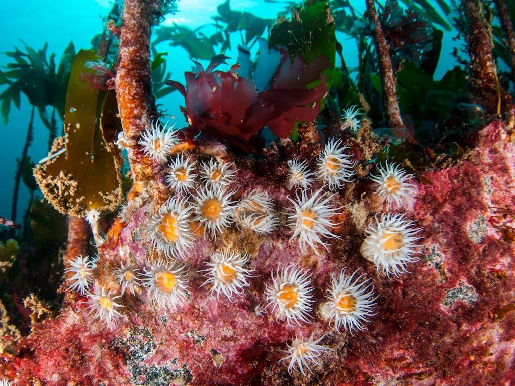 Anemones, Sagartia cnidaria, living amongst a kelp forest, North Rona, 45 miles off the northern tip of Lewis in the Outer Hebrides, Scotland