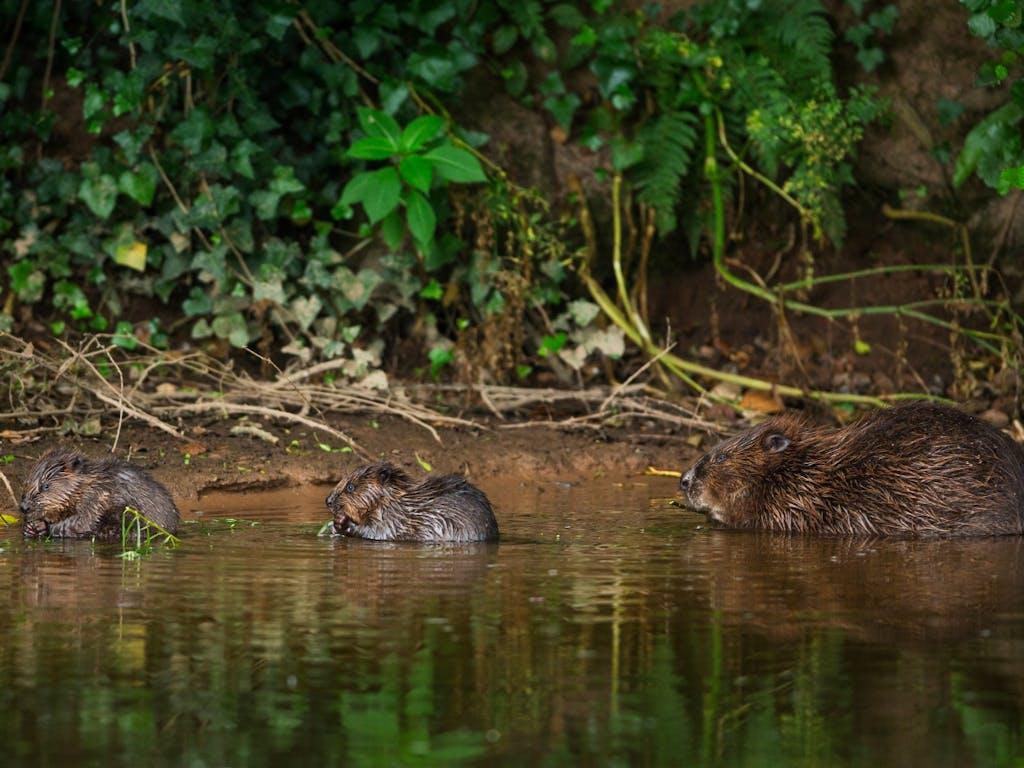 Female beaver feeding on willow bark with her two kits