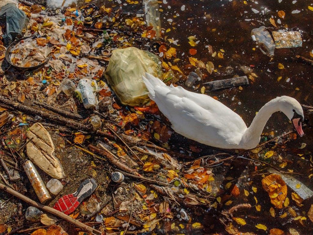 A mute swan paddles through plastic in Manchester. The River Tame in Greater Manchester recently recorded the highest level of microplastics anywhere in the world