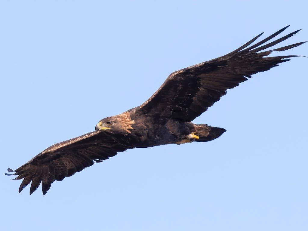 Golden eagle (Aquila chrysaetos) in flight near Portree, Isle of Skye, Scotland, UK