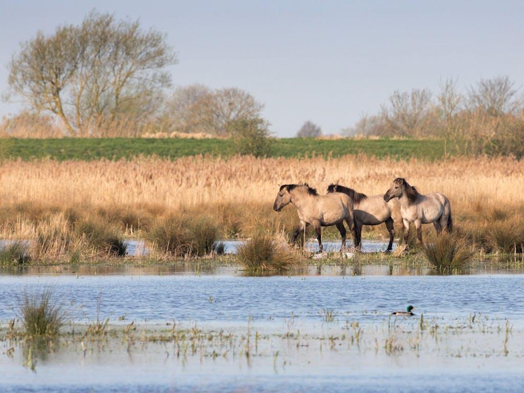 Konik ponies out on the reserve at Wicken Fen 