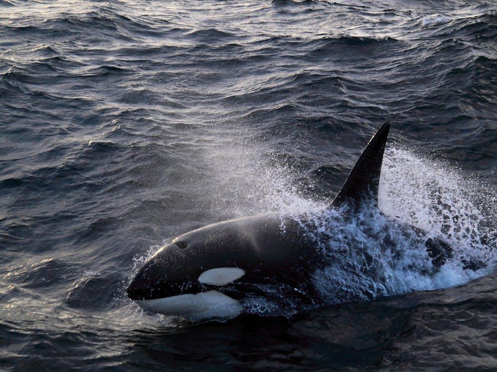 Killer whale (Orcinus orca) breaking surface. North Sea.