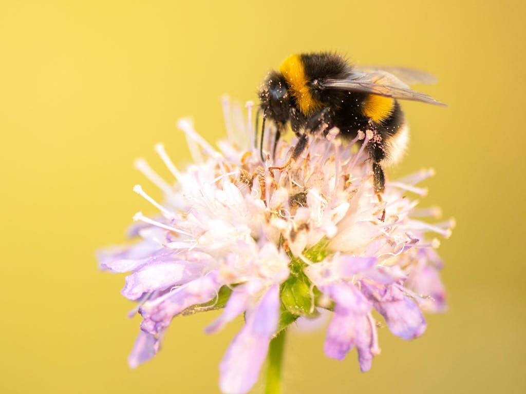 Adult white tailed bumblebee (Bombus lucorum) collecting pollen from field scabious (Knautia arvensis), Hertfordshire, UK
