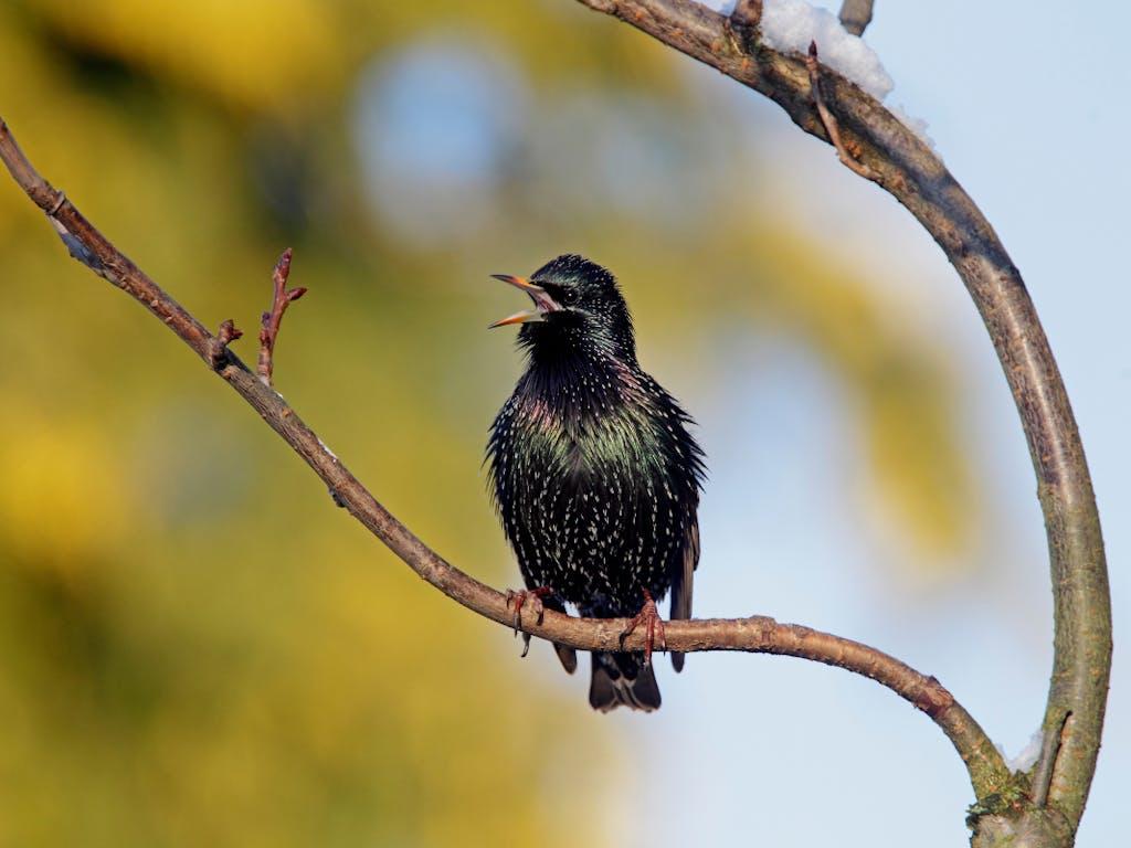 European starling (Sturnus vulgaris) singing from a perch. Cheshire, UK