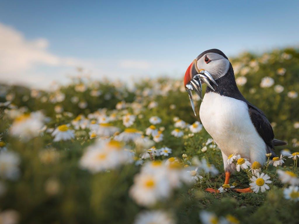 Atlantic puffin among flowers with sandeels in its beak