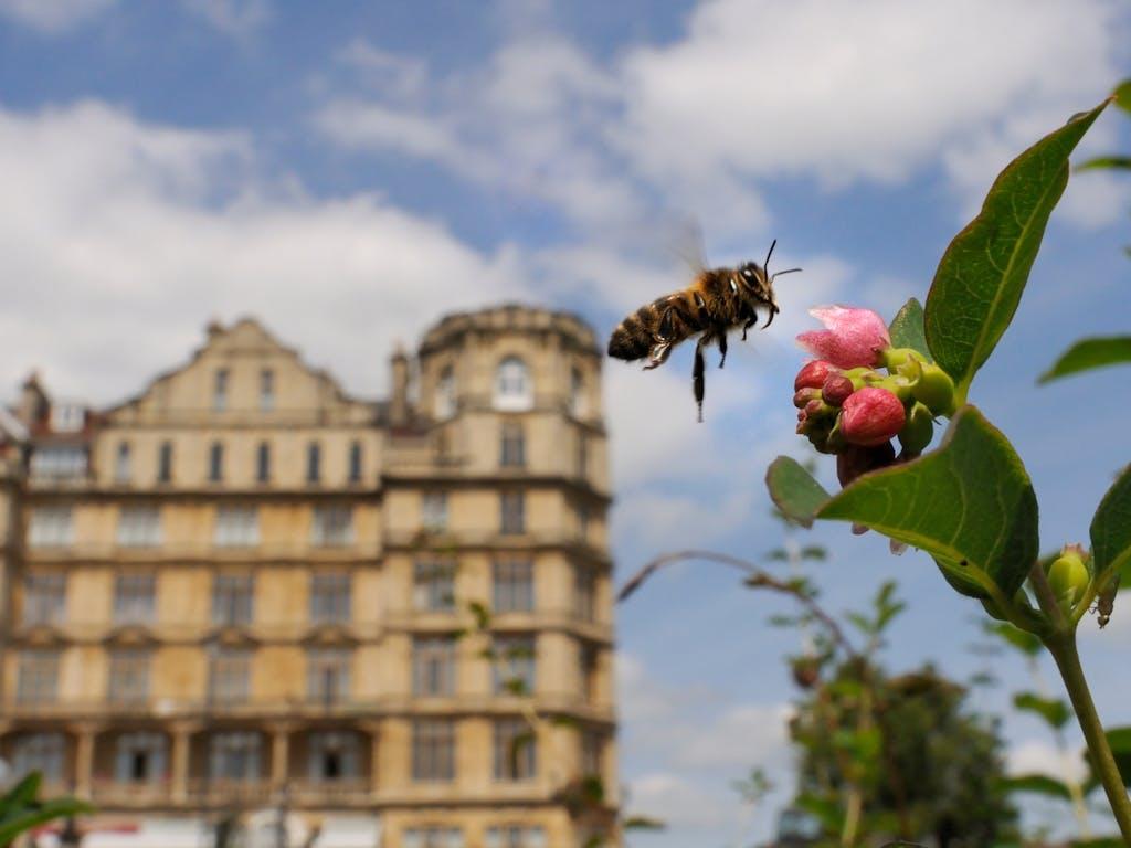 Honey bee (Apis mellifera) hovering near Snowberry flowers (Symphoricarpos sp.) in Parade gardens park, with city buildings in the background, Bath, England, UK, June