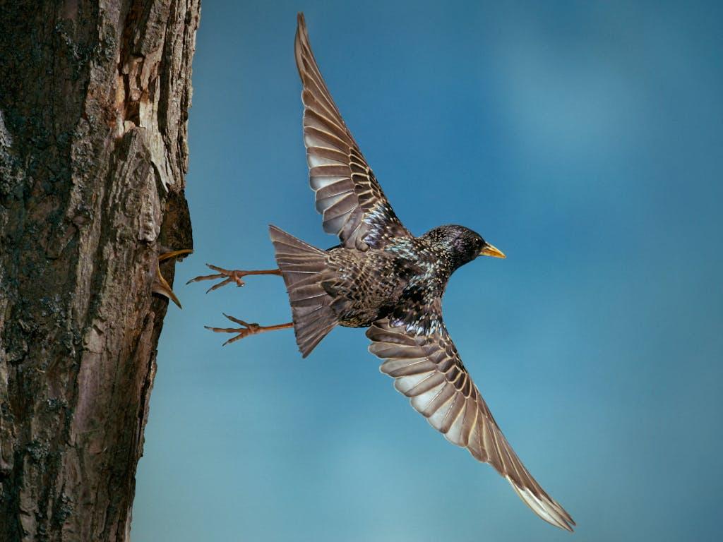 European starling (Sturnus vulgaris) flying from nest, UK