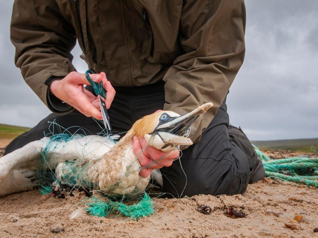 Hermaness nature reserve warden begins the long process of freeing an adult northern gannet (Morus bassanus) that is seriously tangled in discarded fishing net. Shetland Islands, Scotland, UK