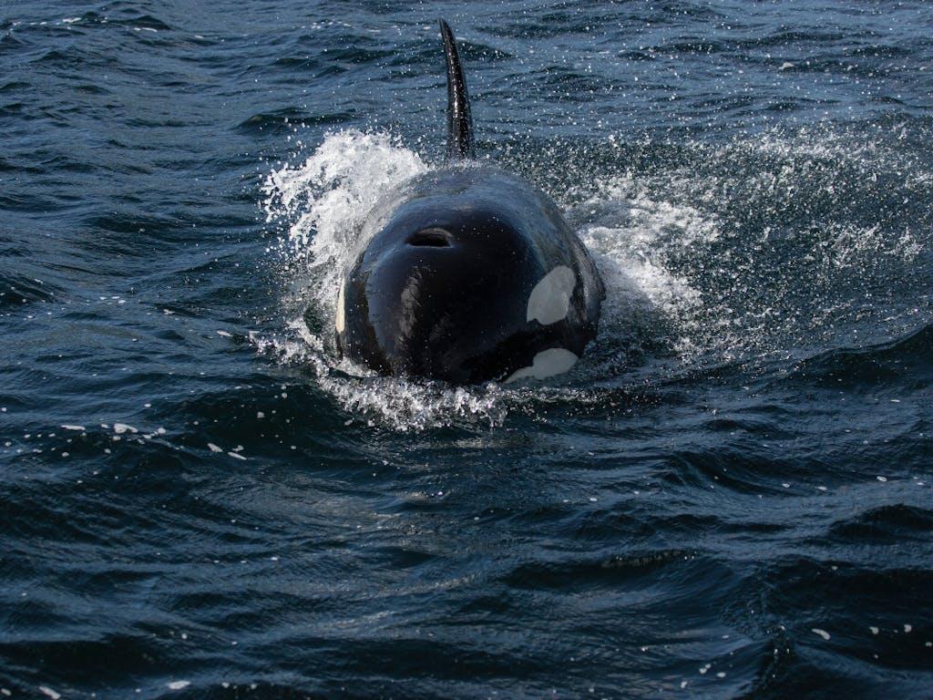 A bull Orca / Killer Whale (Orcinus orca) known as '34' from Scotland's North Isles Community '27s' pod breaches the water’s surface in Mousa Sound, Shetland, UK. 