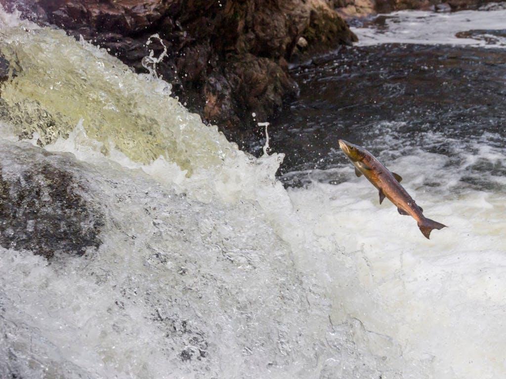 Atlantic salmon leaping up a waterfall