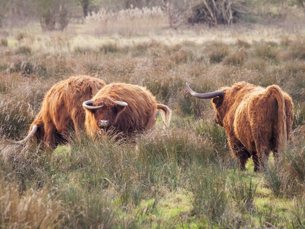 Highland Cattle grazing at Wicken Fen, Cambridgeshire