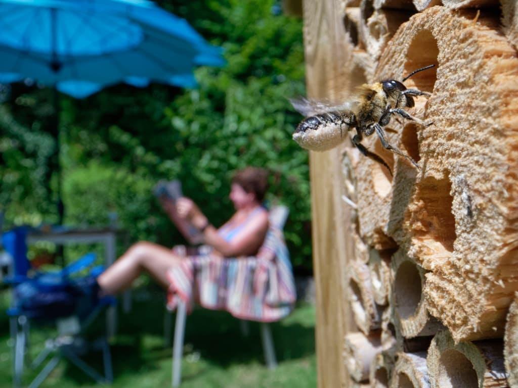 Bee hive in garden, person reading in background
