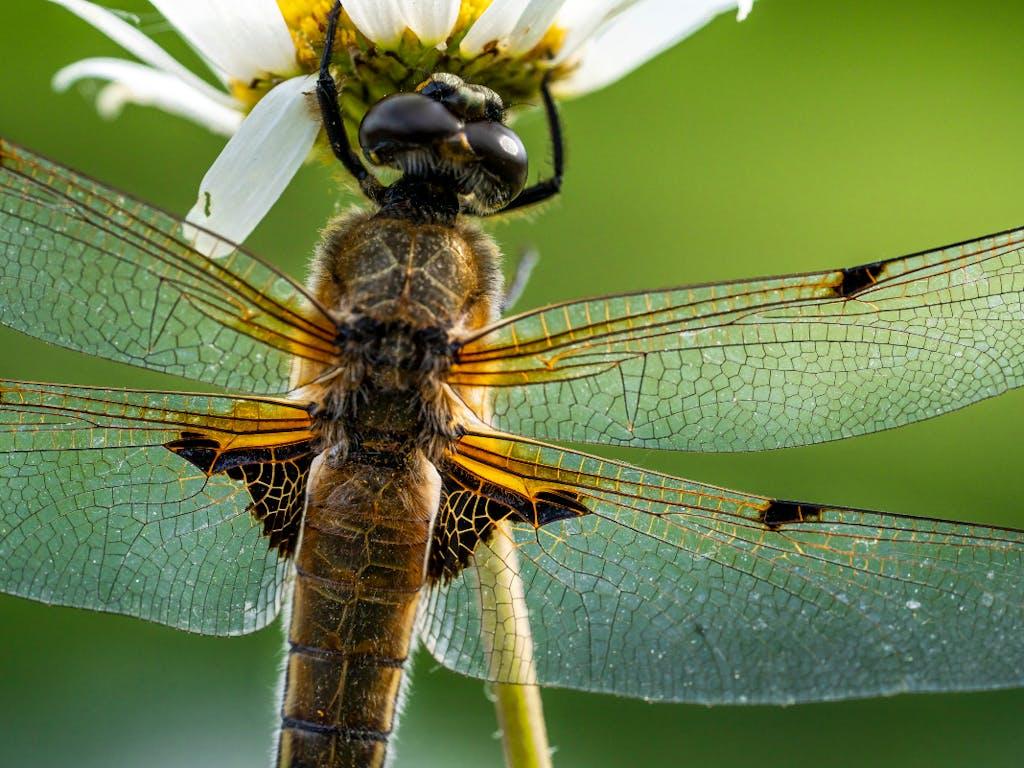 Freshly emerged four spotted chaser dragonfly perches on a ox eye daisy in a wet meadow in Norfolk, UK.