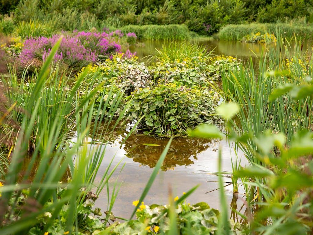 Dense and varied plant life grows within Ingoldisthorpe's constructed wetlands in Norfolk, UK.