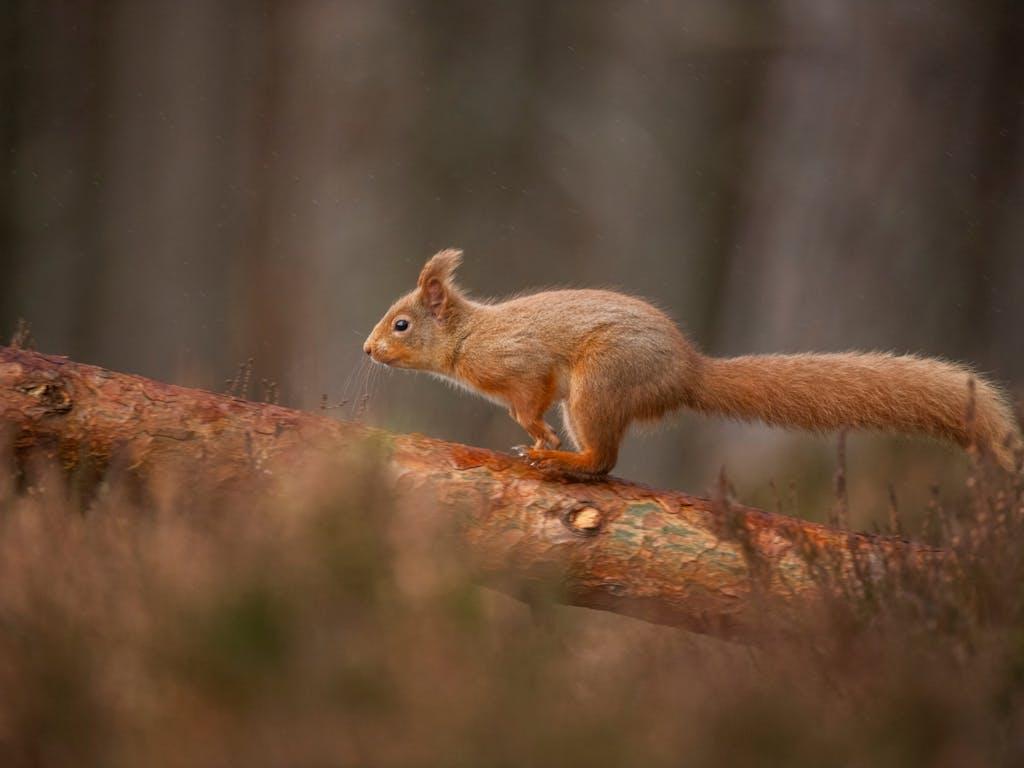 Red squirrel running along a fallen pine tree