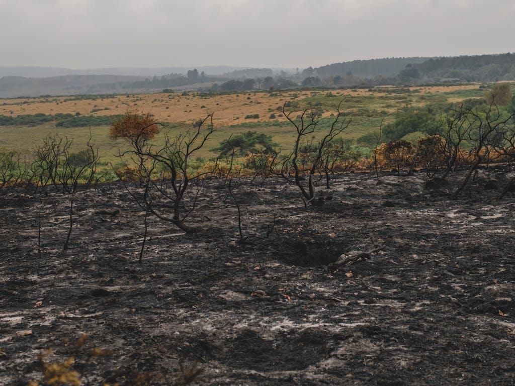 Studland, following fires of August 2022. Studland is part of Purbeck Heaths Super National Nature Reserve, one of the most biodiverse places in the country.  Dorset, UK