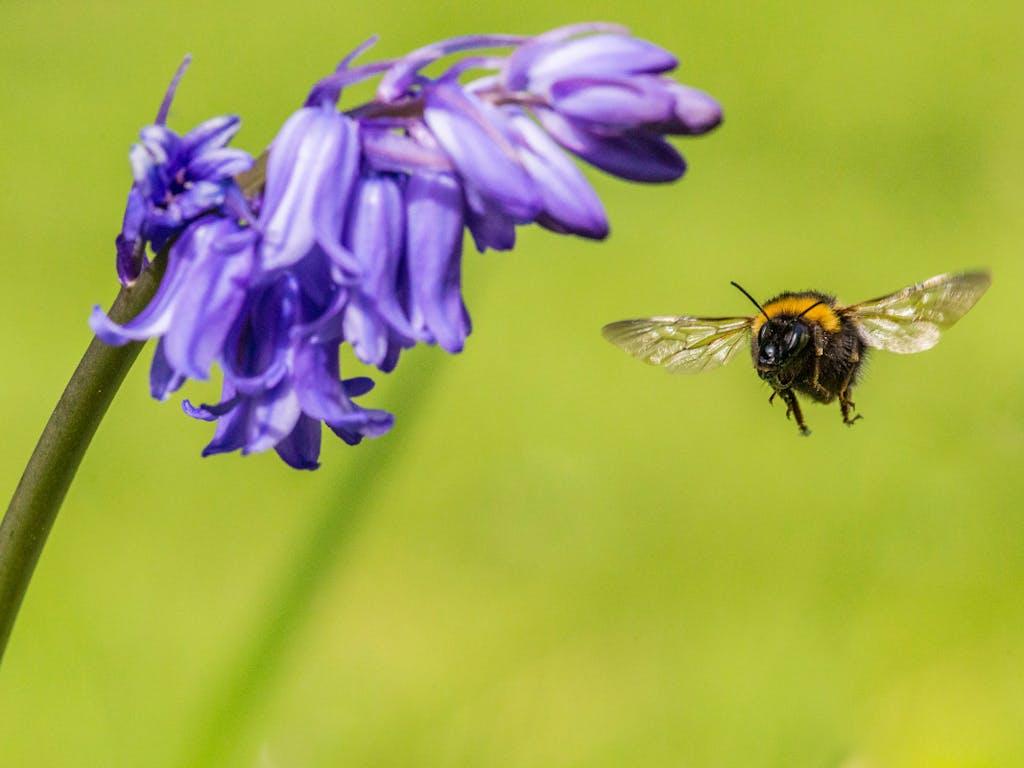 Garden bumblebee (Bombus hortorum) visiting bluebell (Hyacinthoides non-scripta) Monmouthshire, Wales, UK, April.