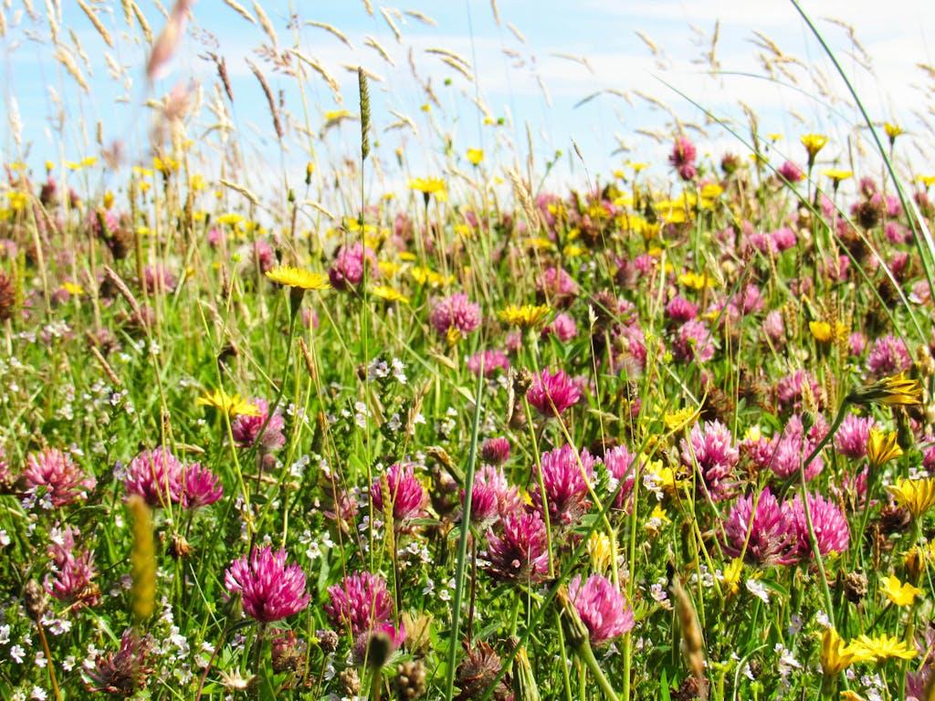 Flowers in machair grassland habitat, RSPB Coll Nature Reserve, Scotland, UK