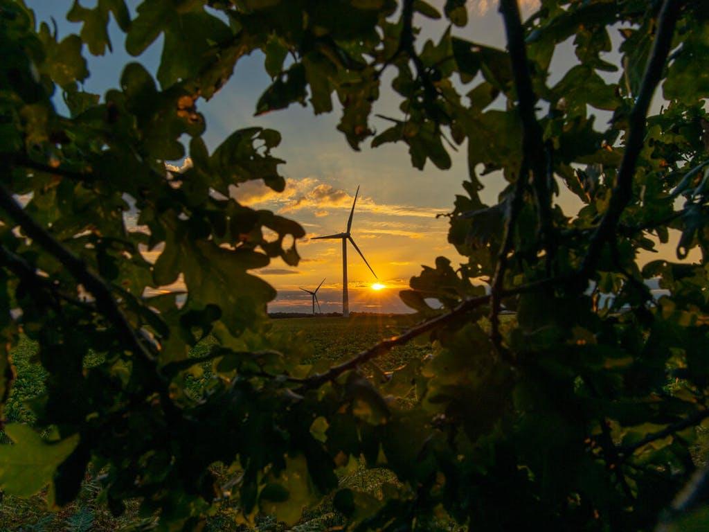 The sun sets behind a wind turbine, visible through a gap in the leaves. Norfolk, UK.