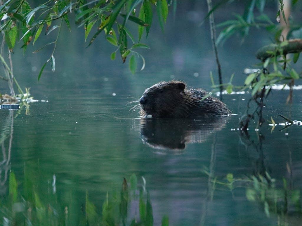 Eurasian beaver (Castor fiber) framed by willow leaves in early morning light, Somerset, UK. 
