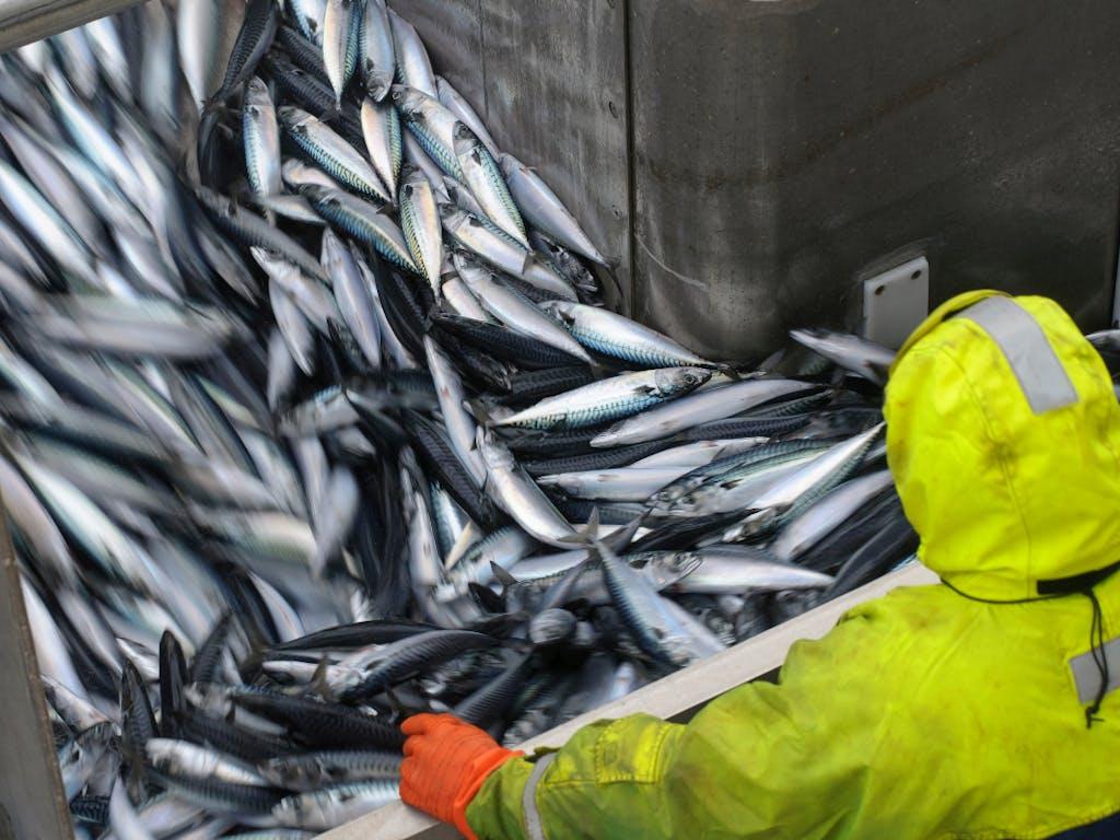 Crew member David Anderson examining catch of Atlantic mackerel (Scomber scombrus) as it is pumped in to the refrigerated fish hold on board the pelagic trawler 'Charisma', Shetland Isles, Scotland, UK, October 2011