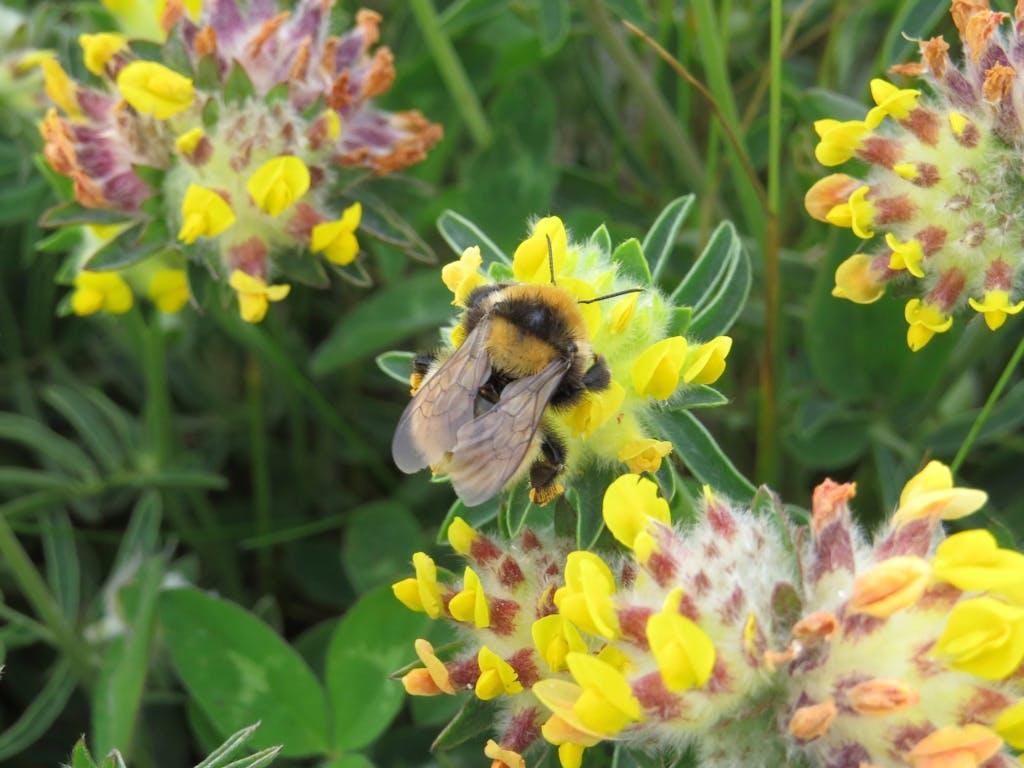 Great Yellow bumblebee