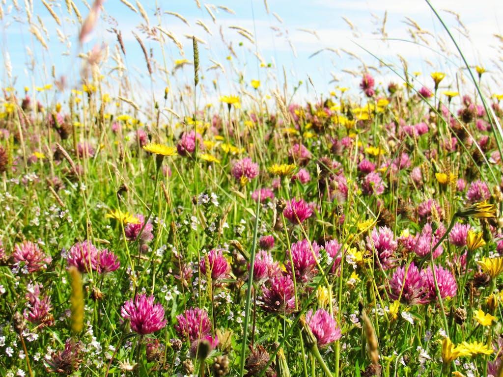 Flowers in machair grassland habitat