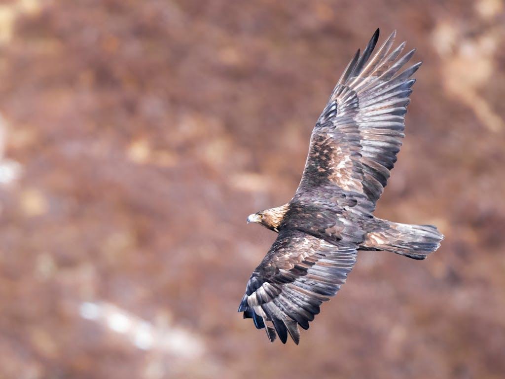 Golden eagle (Aquila chrysaetos) in flight near Portree, Isle of Skye, Scotland, UK