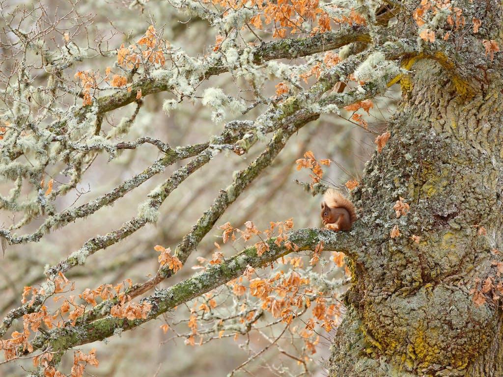 Red squirrel (Sciurus vulgaris) sitting on an old giant gnarled Oak tree. Highlands, Scotland, UK
