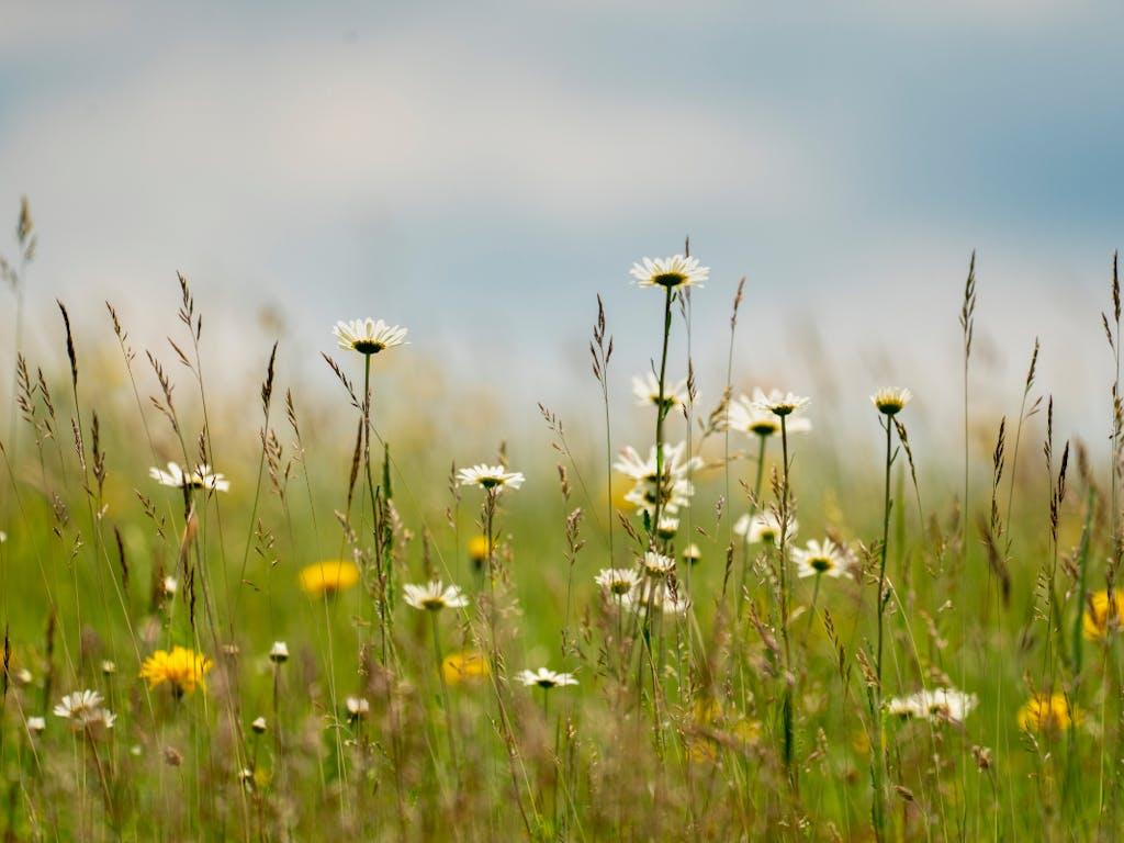 Contextual wildflower meadow photograph featuring oxeye daisy.