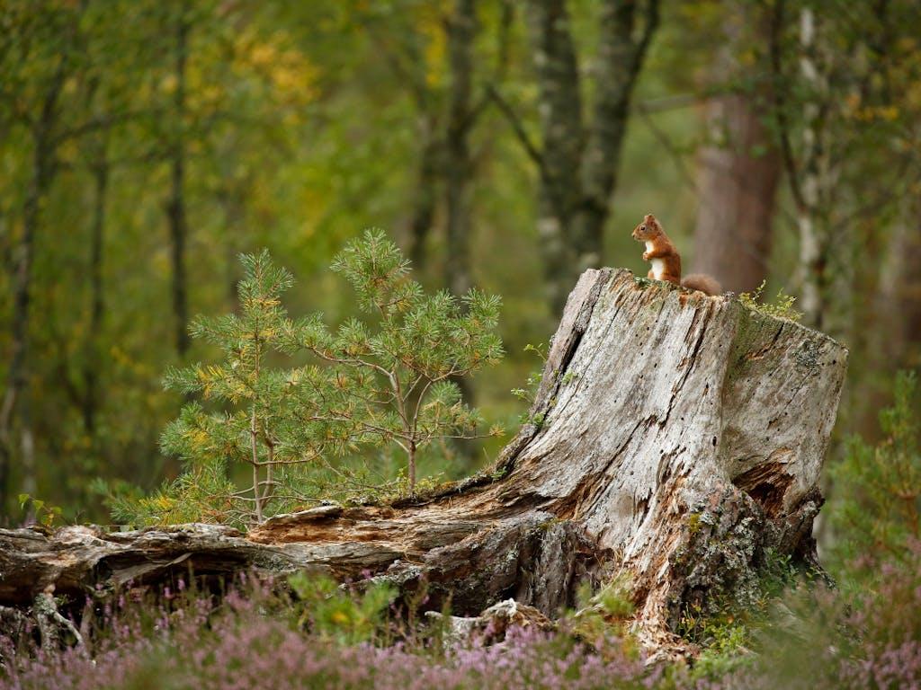 Red Squirrel (Sciurus vulgaris) in summer in woodland habitat, Cairngorms National Park, Scotland