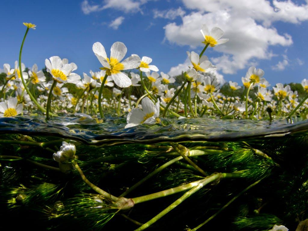 Spilt level landscape showing the water crowfoot flowers (Ranunculus fluitans) with the green stems clearly visible in the gin clear water, River Itchen, Hampshire, UK.