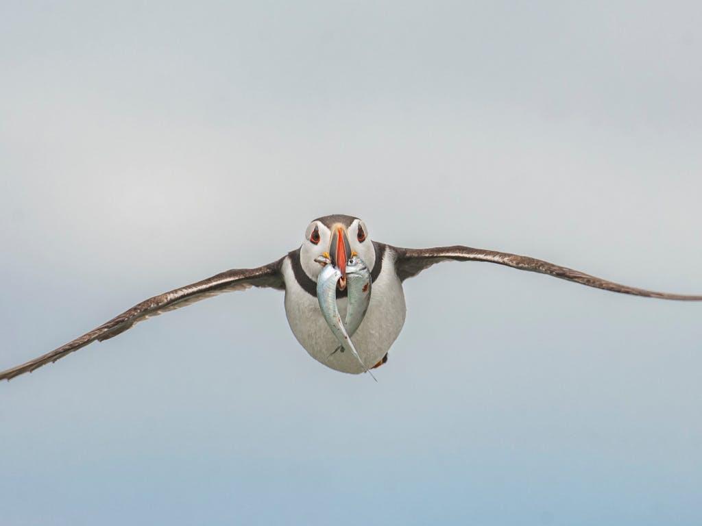 An adult Atlantic puffin (Fratercula arctica) comes in to land with two fish, Farne Islands, UK