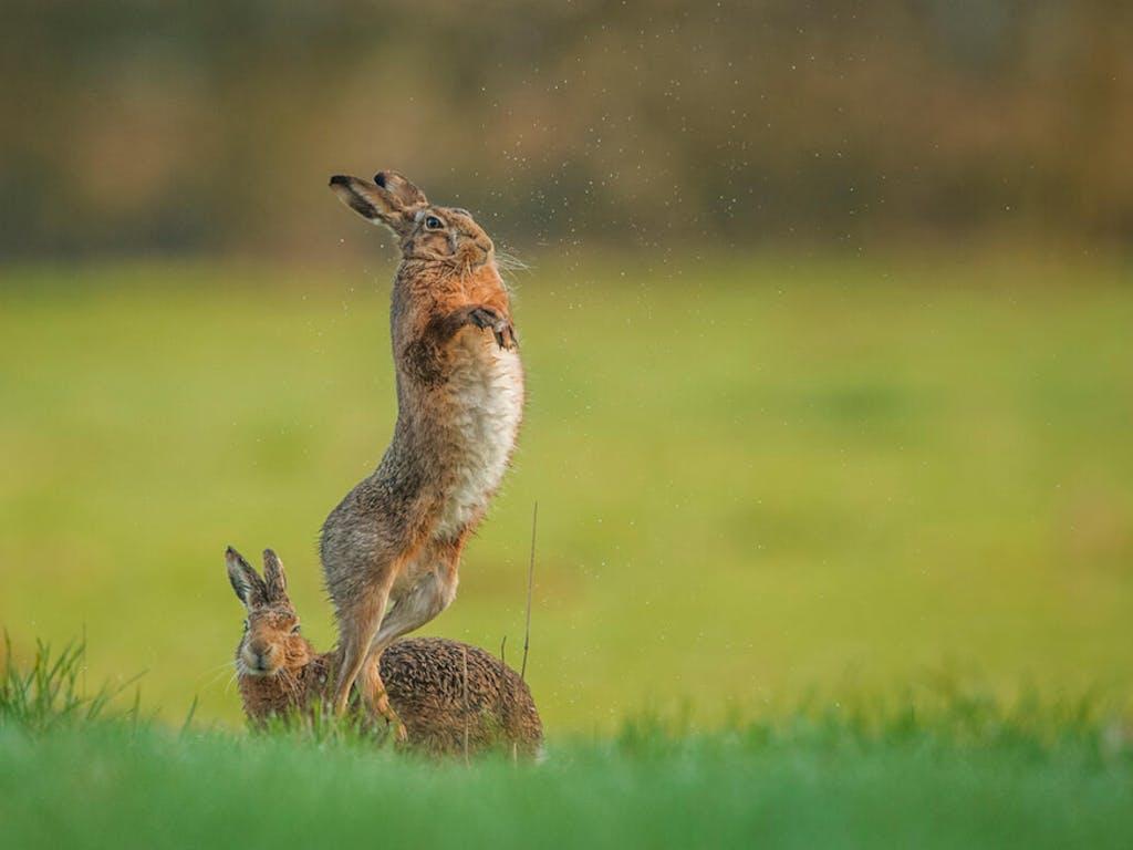 
A female brown hare (Lepus europaeus) avoids the amorous advances of an eager male, Derbyshire, UK