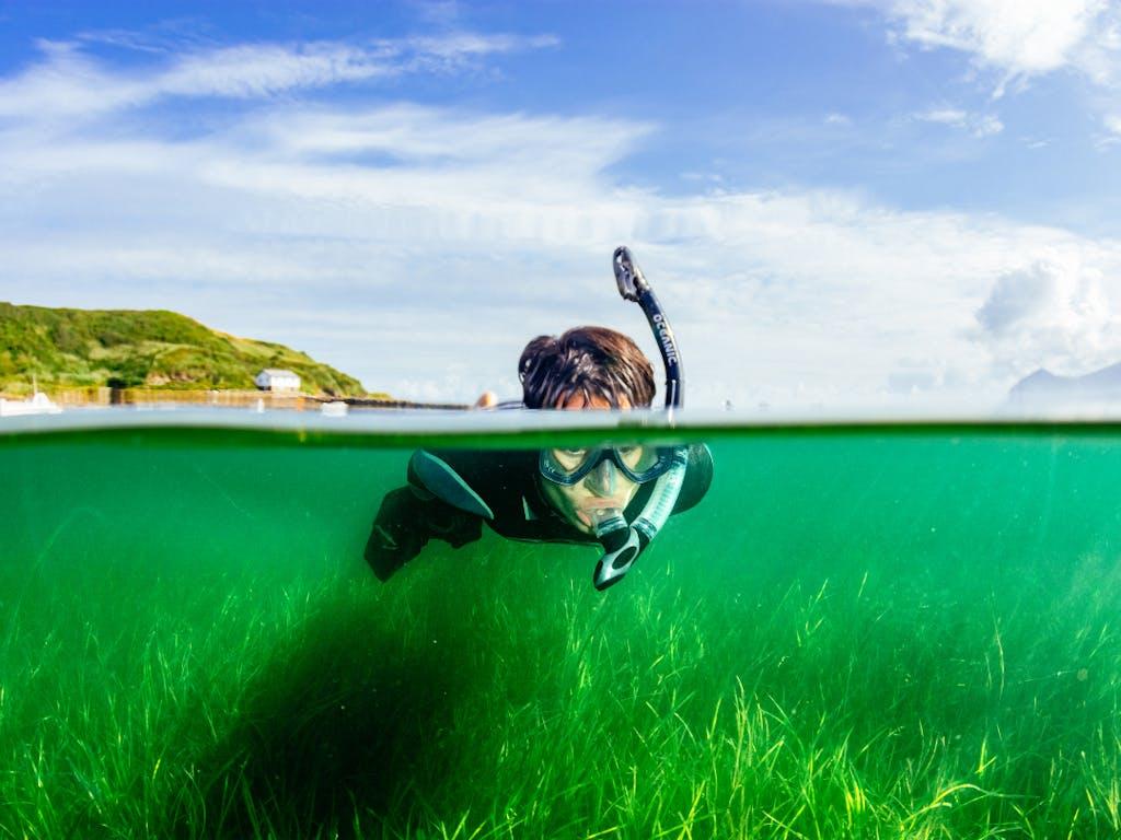 Volunteer snorkelers from Project Seagrass collect seagrass seeds from the seabed. Much of the seagrass - eelgrass (Zostera marina) - lies in shallow water allowing the seeds to be easily harvested from the surface. Porthdinllaen, Wales. UK. 
